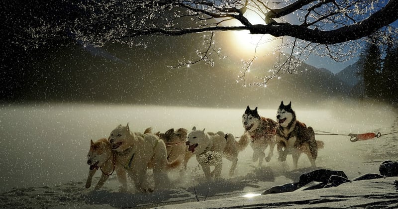 Glissez en traîneau à chiens en Laponie : l’aventure glaciale qui vous attend